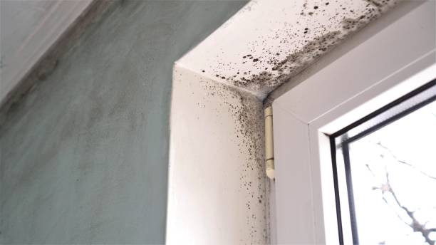 Best Post-Flood Mold Remediation in Fort Montgomery, NY