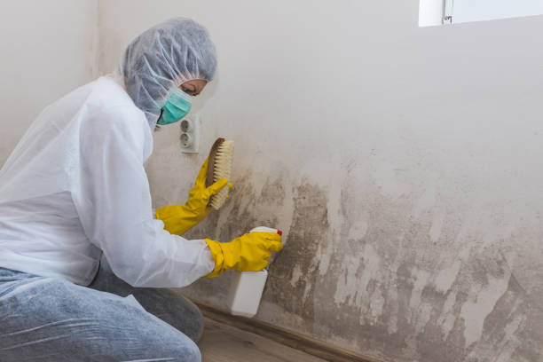 Best White Mold Remediation in Fort Montgomery, NY