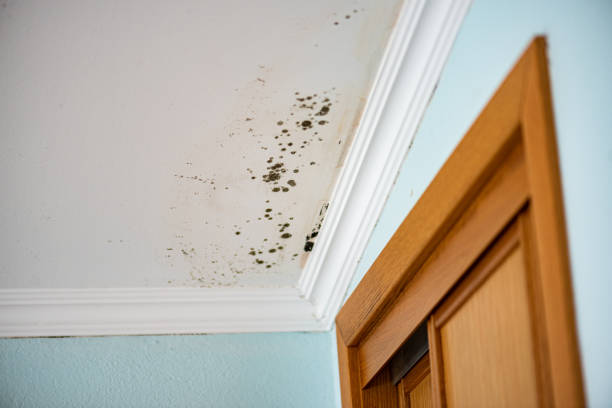 Best Emergency Mold Remediation in Fort Montgomery, NY