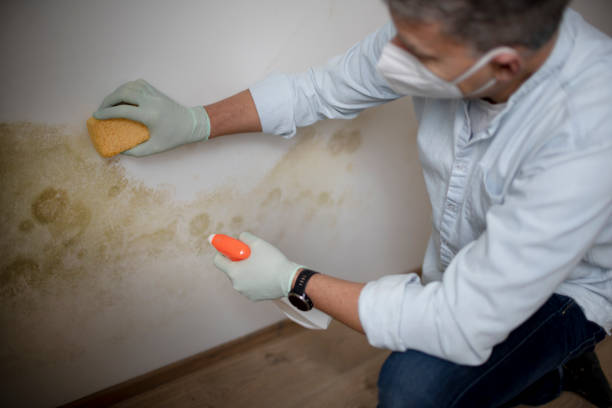 Best Mold Testing and Inspection Services in Fort Montgomery, NY