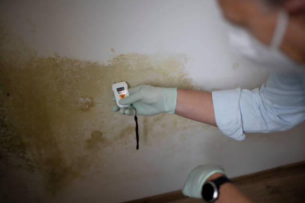 Best Black Mold Remediation in Fort Montgomery, NY